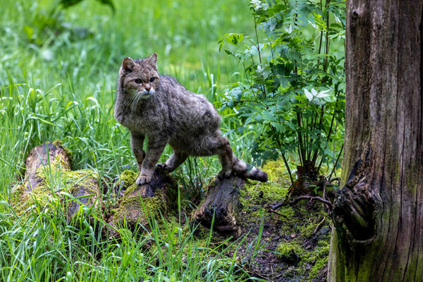 Wilde Europese kat