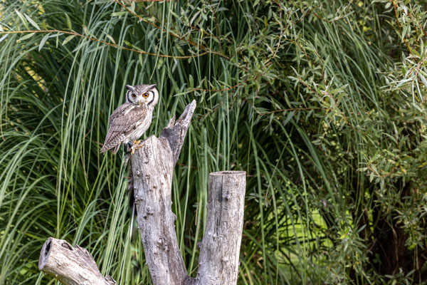 Dwergoor uil