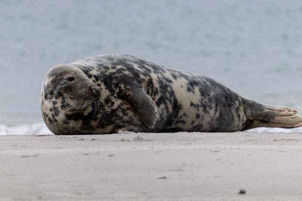 Zeehond