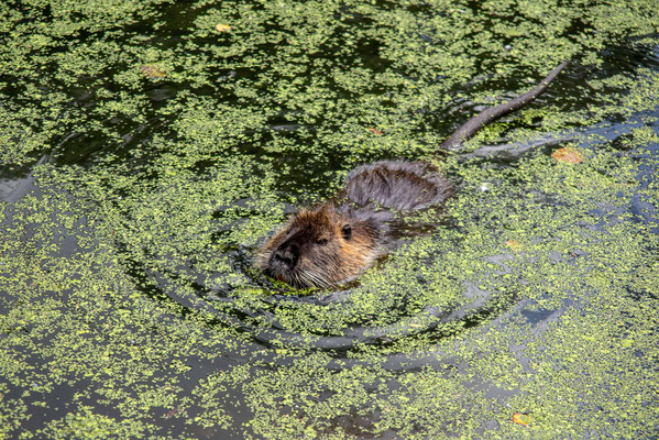 Bever