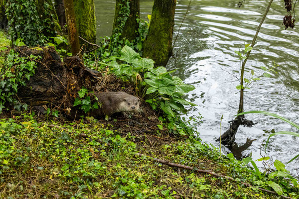 Otter