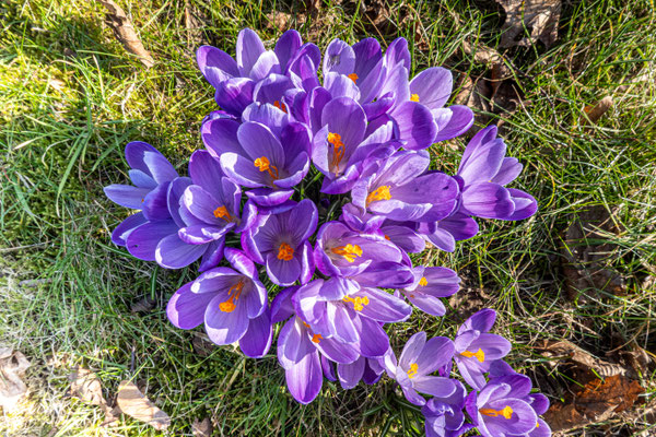 Maart 2026 - De crocussen kondigen het voorjaar aan