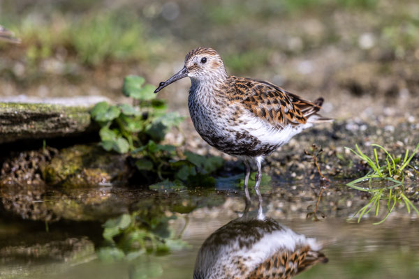 Bonte strandloper