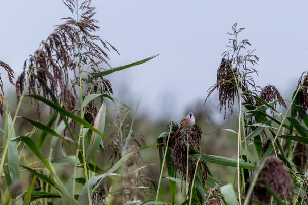 September 2025 - Baardmannetjes in het riet
