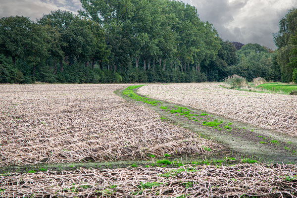 Oktober 2021 - De aardappelen zijn klaar om gerooid te worden
