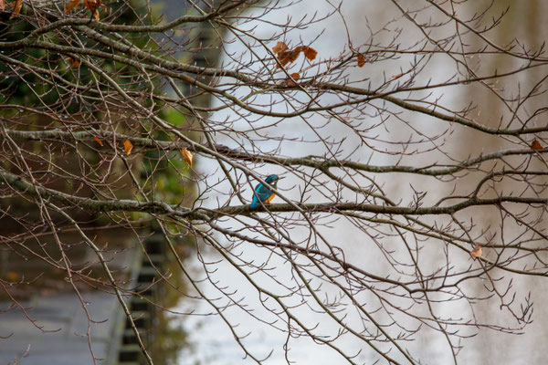 Januari 2018 - Het is nog steeds erg zacht, de ijsvogel kan volop vissen