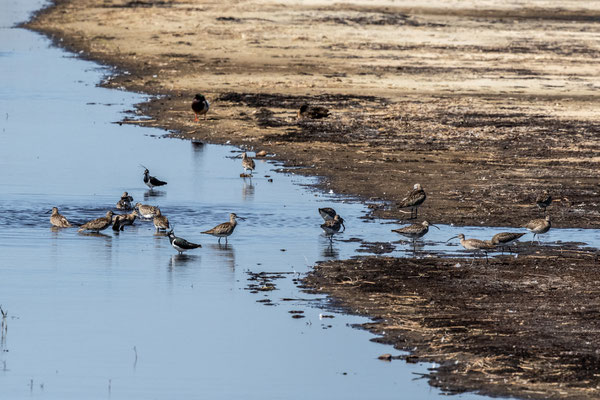 April 2020 -A Wulp en Kievit zijn terug uit Afrika en nemen eerst samen een verfrissend bad