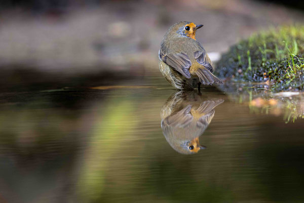 Roodborst
