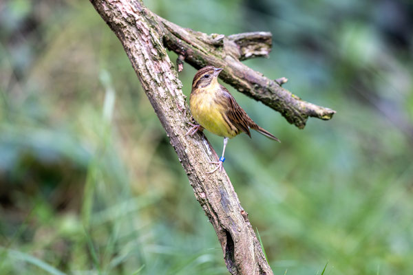 Wilgengors