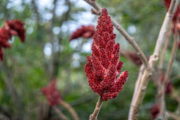 November 2022 - De pluimen van de juweelboom laten zich op z'n mooist zien