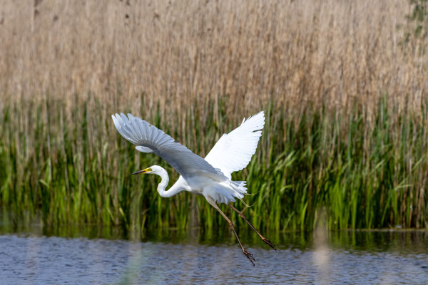 Zilverreiger