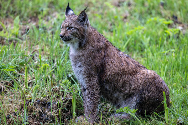 Lynx