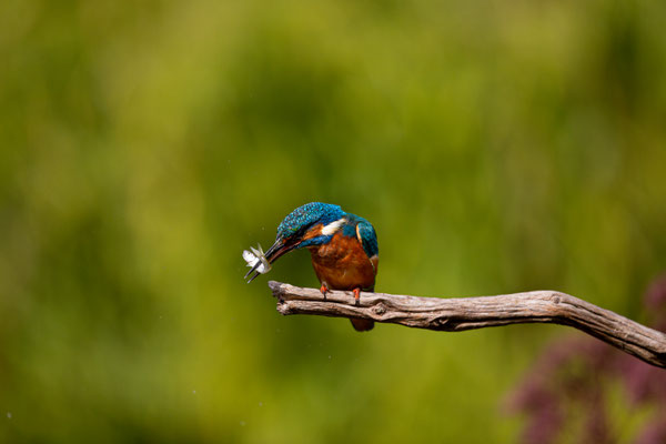IJsvogel