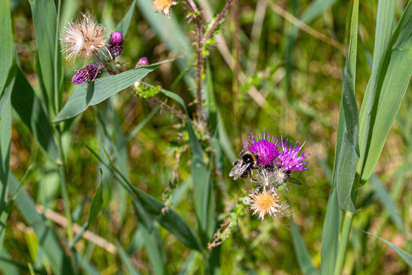 Juli 2020 - Een hommel doet zich tegoed aan de nectar van een distel.
