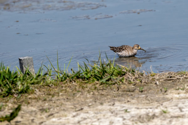 Watersnip