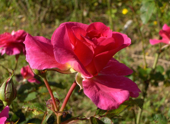 L'éclosion de la fleur de 'Chapi-Chapo' .