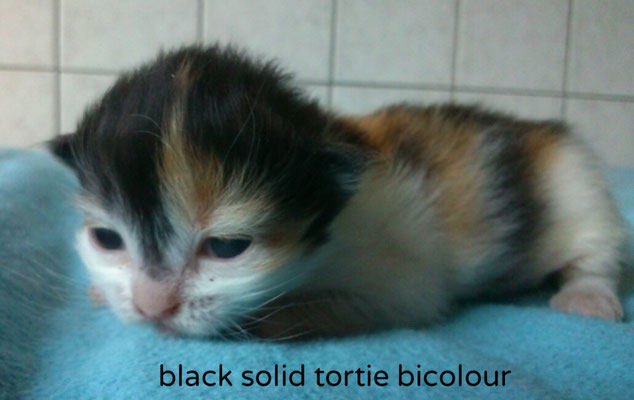 black solid tortie bicolour