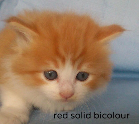 red solid bicolour