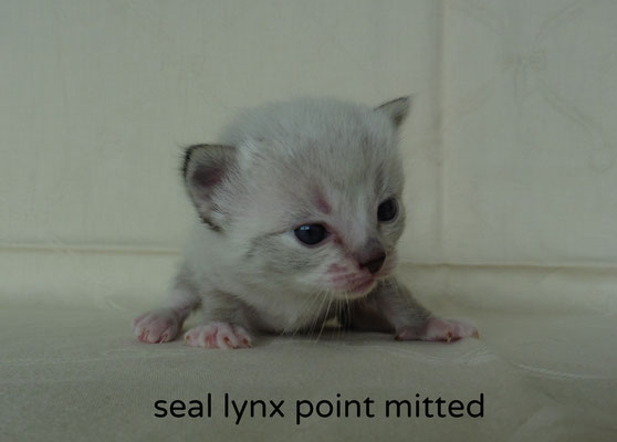 seal lynx point mitted