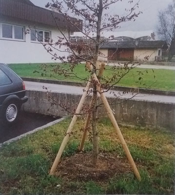Pfähle für Bäume Tirol