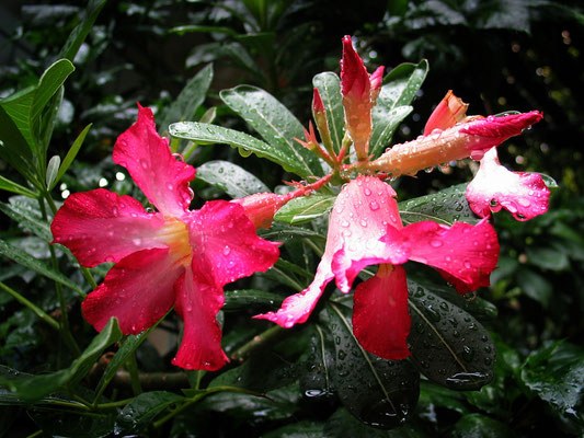Impala Lily
