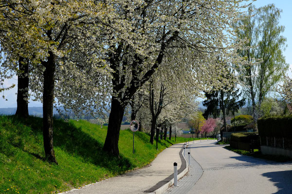 Baumblüte in Hausleiten (kleinere Blende)