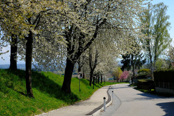 Baumblüte in Hausleiten (kleinere Blende)