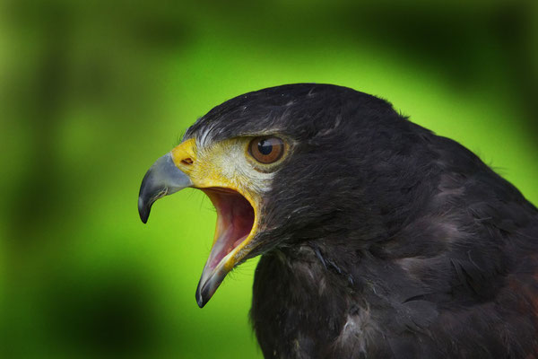Adler