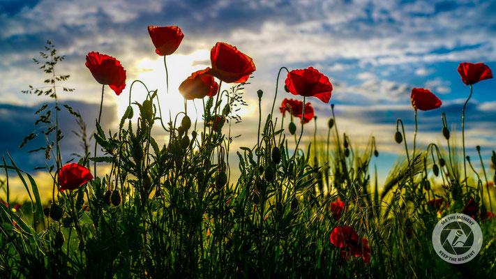 Garten der Natur
