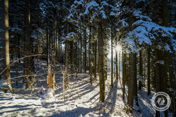 Winterwald mit Sonnenfenster