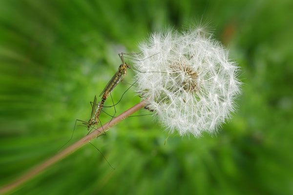 Schnaken Love auf Pusteblume