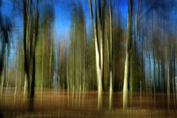 Mystischer Wald 001