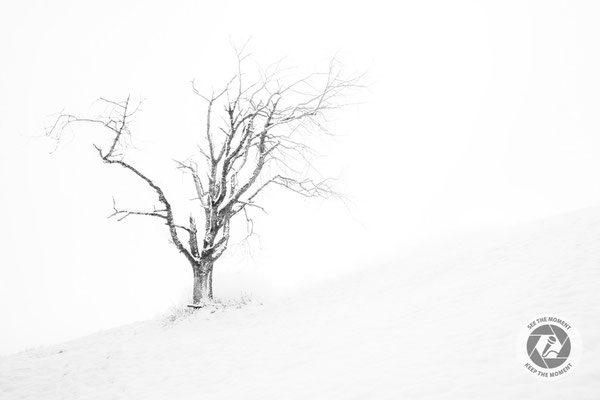 Baum im Winternebel