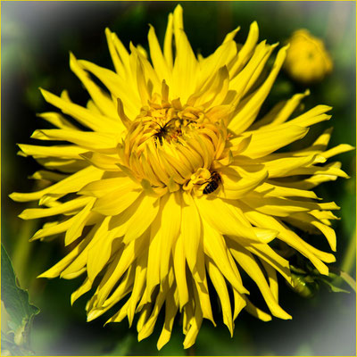 Garten der Geheimnisse