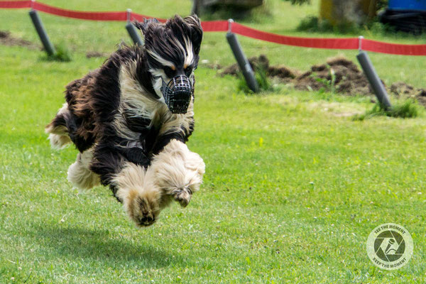 Windhunde