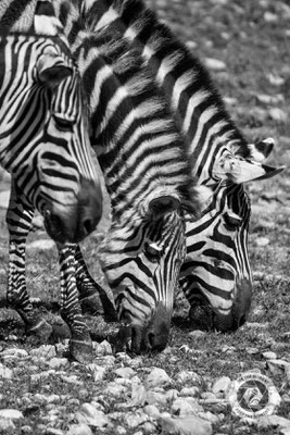 Zebrastreifen