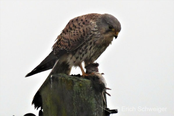 Turmfalke beim Mittagstisch