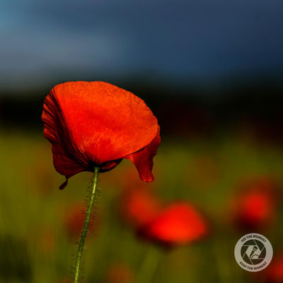 Garten der Natur