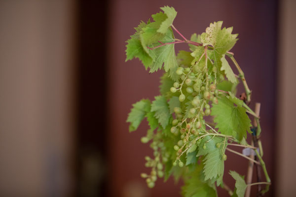 Neuburg a.d. Donau Wein