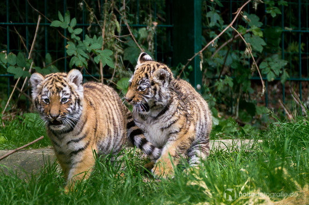 Tigerbaby im Tierpark Gotha 2014