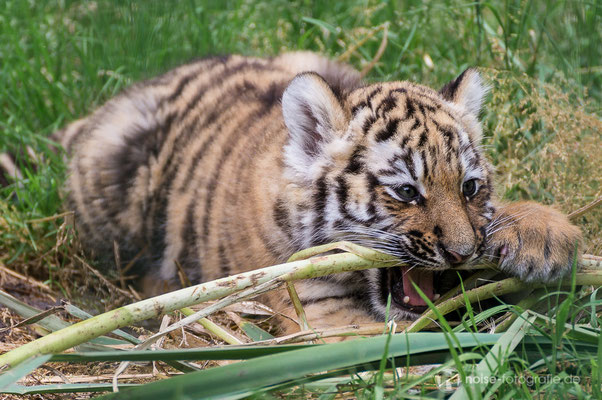 Tigerbaby im Tierpark Gotha 2014
