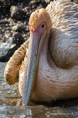Pelikan im Tierpark Gotha