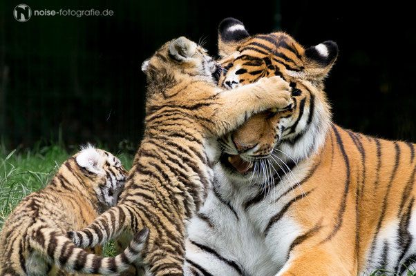 Tigerbaby im Tierpark Gotha 2014