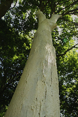 Beate Gärtner | Elas Zeichen | 2015 | trunk protection paint |  600x110x60cm | Foto@Simon Tretter