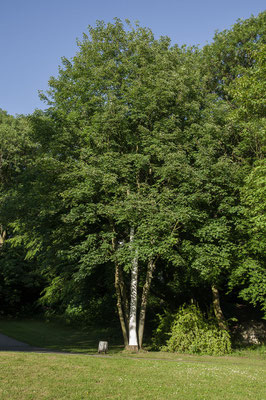 Beate Gärtner | Elas Zeichen | 2015 | Stammschutzfarbe | 600x110x60 cm |  Foto@Matthias Weber