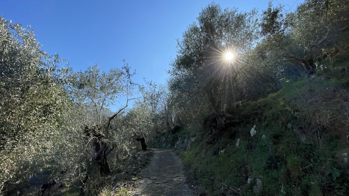 der Aufstieg durch die Olivenhaine im Parco Regionale Partenio ist anstrengend