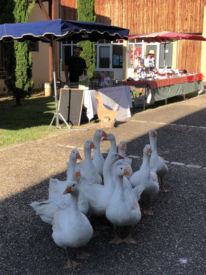 marché producteur Gers auch Barran