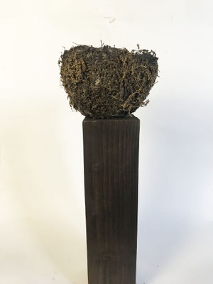 FIORE DI LECCIO