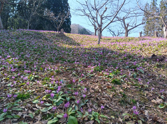 林間散策コース21番