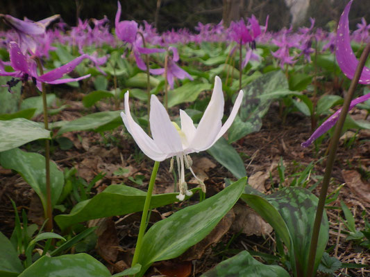 白花かたくり